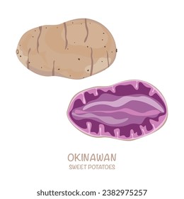 Sweet potato vector illustration Okinawan isolated Easy to edit white background.