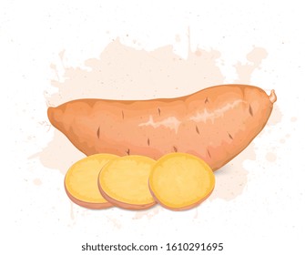 Sweet Potato vector illustration with Sweet Potato round slices