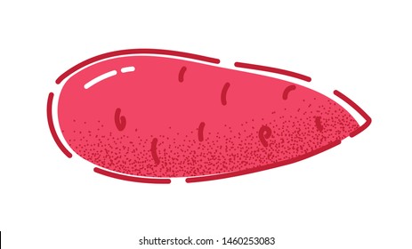Sweet potato. Vector illustration of a tasty summer vegetable in flat and line-art style for print, banner or postcard.