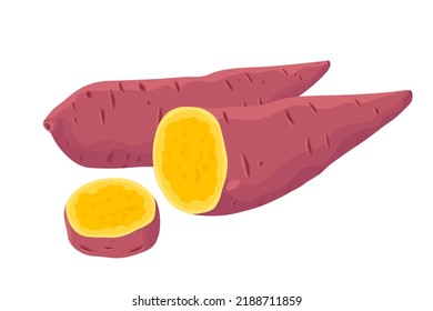 Sweet Potato vector. Sweet Potato on white background.