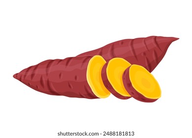 Sweet Potato vector. Sweet Potato on white background.