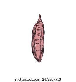 Sweet potato vector sketch. Hand drawn illustration of one ripe yam, farm batata vegetable isolated. Agriculture pink tuber plant. Natural healthy vegetarian organic food