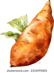 Sweet potato watercolor illustration. Hand drawn underwater element design. Artistic vector marine design element. Illustration for greeting cards, printing and other design projects.