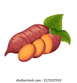 Sweet potato. Whole batat or yam and cut circles. Vector illustration of vegetable sweet potatoes.