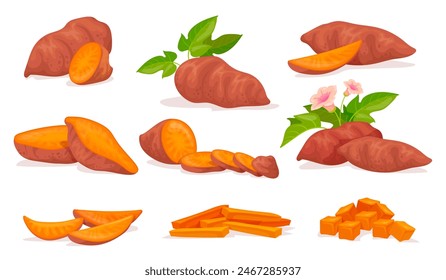 Sweet potato yam. Japanese potatoes tuber with purple peel, batata veggie healthy food whole and sliced vegetables sweets root, organic vegan meal cartoon neat vector illustration