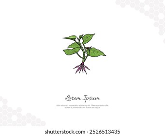 Árbol joven de la batata con el Arte vectorial de flor plano para la decoración de la pared. ilustración realista del árbol. Colección de la naturaleza dibujada a mano. Para investigación, decoración de salas, eventos, etc 