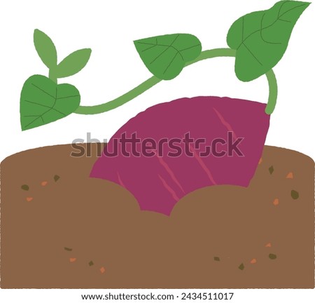 Sweet potatoes are coming out of the soil