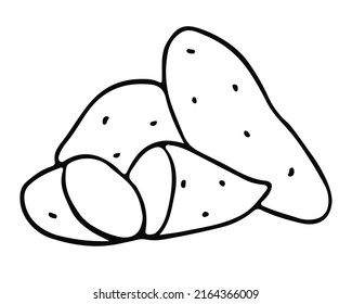 Sweet potatoes in doodle style. Vegetables. Vector illustration