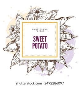 Sweet potatoes, flowers and leaves engraved vector square label design. Hand drawn illustration of ripe yam whole and slice, farm vegetable batatas. Agriculture tuber plant, natural healthy food