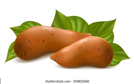 Sweet potatoes with leaves. Vector illustration.