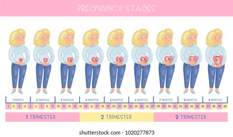 Беременность стадии. Какие бывают стадии беременности.