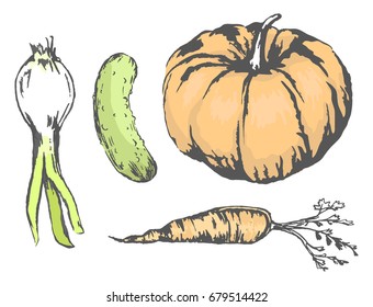 Sweet pumpkin, juicy cucumber, crispy carrot and spicy leek isolated vector illustrations set on white background. Tasty autumn harvest sketches.