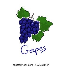 Sweet purple berry grapes and text Grapes , fruit isolated on white background, vector illustration