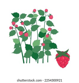 Sweet raspberries bushes flat icon Agriculture and gardening. Vector illustration