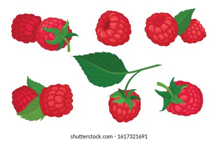 Sweet Raspberry with Leaf Isolated on White Background Vector Set