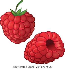 Sweet Raspberry Vector Illustration Berries Collection
