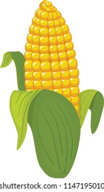 Sweet ripe corn
