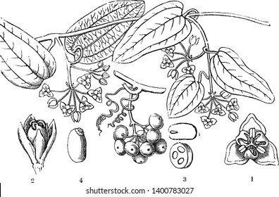 The sweet Sarsaparilla, is a dioecious climber native to eastern Australia. Male flower seen from above,female flower,a transverse section of an ovary, a seed, a section of a seed, vintage
