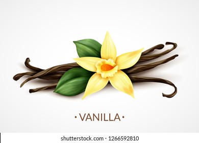 Sweet scented fresh vanilla flower with dried seed pods realistic composition of distinctive culinary flavoring vector illustration