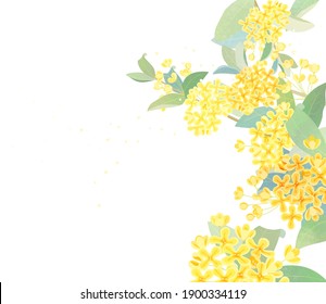 Sweet scented osmanthus flowers on a white background