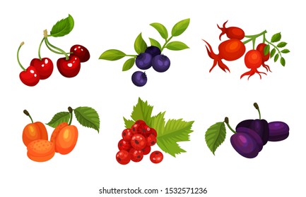 Sweet And Sour Berries Vector Illustrated Set