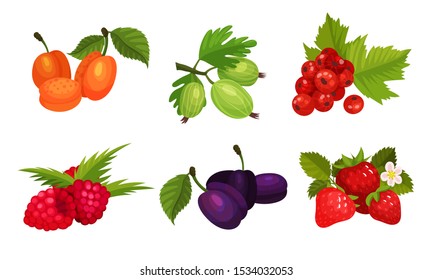Sweet And Sour Berries Vector Illustrated Set.