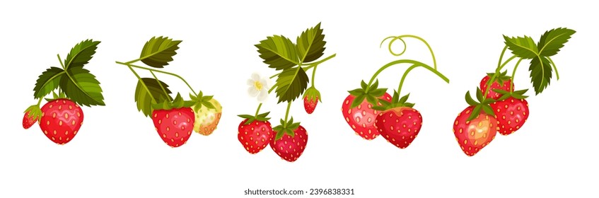 Sweet Strawberry Red Fruit Branch with Green Leaf and Stem Vector Set
