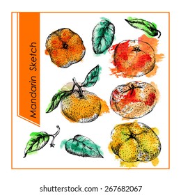 Sweet tangerines. Set of different mandarins and leaf. Pencil sketch  with watercolor spots on background.