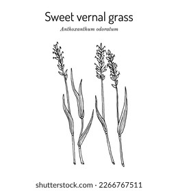 Sweet vernal grass (Anthoxanthum odoratum), medicinal plant. Hand drawn botanical vector illustration