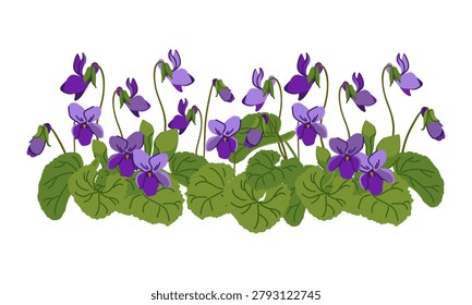 Sweet Viola odorata. Vector illustration. Plant, leaves, and purple flowers. Bush with blooming violet. Cosmetic, perfume, and medicinal plants. Hand drawn violet Pansy.