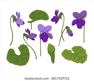 Sweet violet set. Vector illustration. Plant, leaves, and purple flowers. Bush with blooming Viola odorata. Cosmetic, perfume, and medicinal plants. Hand drawn violet Pansy.