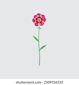 Sweet William flower vector artwork