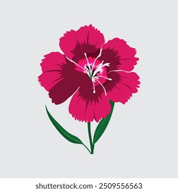 Sweet William flower vector artwork
