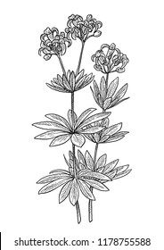 Sweet woodruff illustration, drawing, engraving, ink, line art, vector