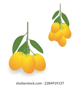 Sweet yellow Marian plums vector isolated on white background. The bunch Marian plums, Plum mango, Plango, Mayong Chid, Maprang, fresh and sweet Thai fruit. Tropical, seasonal fruits illustration.