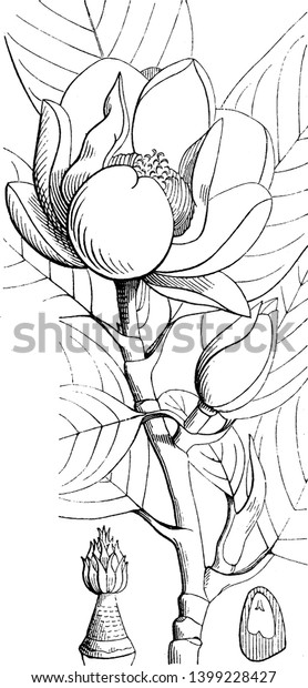 Sweetbay magnolia trees feature creamy\
white spring and summer flowers with a sweet, lemony fragrance. It\
is divided in parts as shown in picture, vintage line drawing or\
engraving\
illustration.