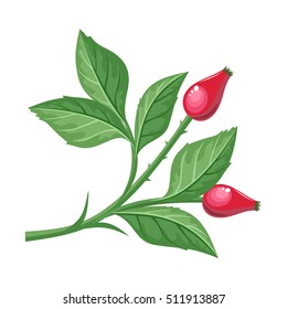 Sweetbrier vector illustration. Flat design. Brunch of dog-rose with leaves, spikes and berry. Plant illustration for autumn nature concept, gardening book, print design. Isolated on white background