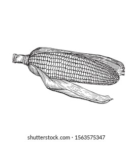 Sweetcorn. Corncob with leaf. Hand drawn sketch. Vector illustration isolated on white background. 