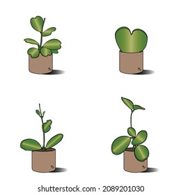 sweetheart hoya plant vector illustration, modern design with contemporary colors
