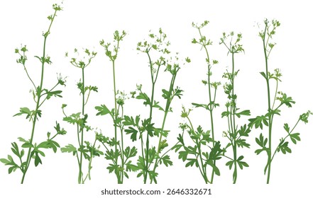 Palha doce Galium odoratum isolada, erva de pau doce, planta florestal, planta botânica, vegetação prado, folhas verdes naturais, ilustração vetorial.