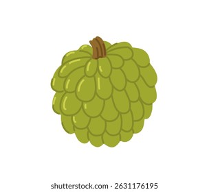 Sweetsop tropical exotic fruit. Annona squamosa. Sugar apple, custard apple. Vector hand-drawn illustration, isolated on white background.