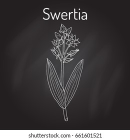 Swertia Chirata Medicinal Plant Hand Drawn Stock Vector (Royalty Free ...