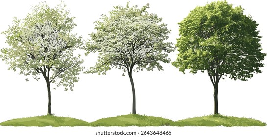 Conjunto de árvores Swida walteri, Cornus walteri árvores isoladas, Walter's dogwood rua plantação, verde urbano, ilustração vetorial, fundo transparente, paisagismo botânico, árvore