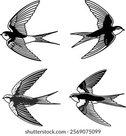 Swift bird bundle line art and illustrator eps