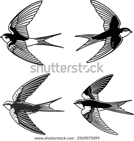 Swift bird bundle line art and illustrator eps