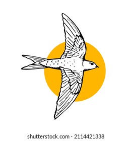 Swift bird flying. Hand drawn illustration. Black line drawing on white background