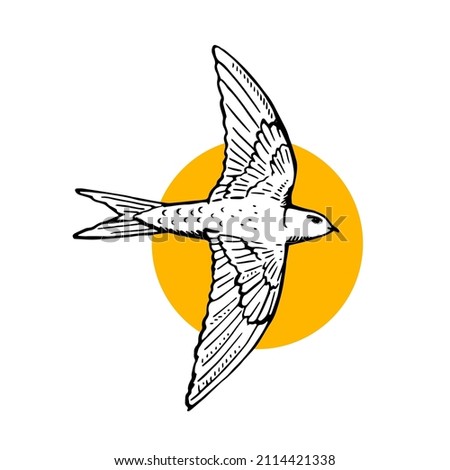 Swift bird flying. Hand drawn illustration. Black line drawing on white background