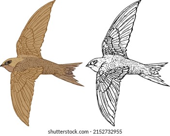 Swift Bird Gliding With Open Wings, Isolated Against White. Hand Drawn Vector Illustration.