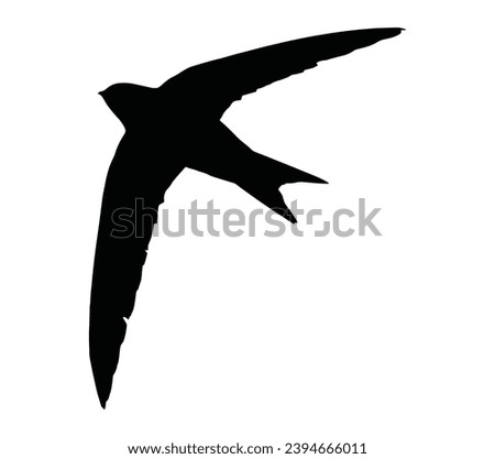 Swift bird logo vector icon illustration.