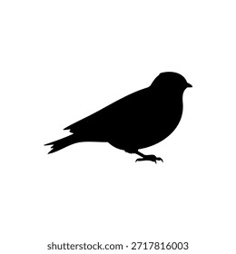 Swift bird silhouette vector flat illustration design.